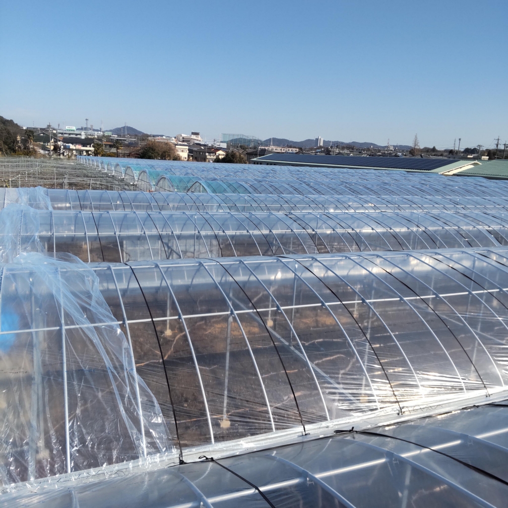 �����Əo��